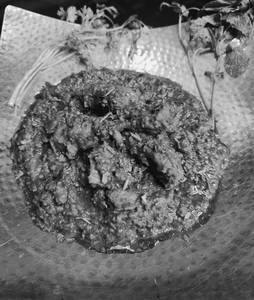 RARA MURGH