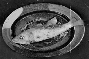 Apollo Fish