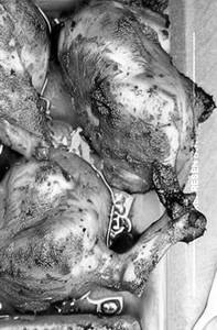 Roasted Chicken