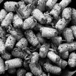 Crispy Corn