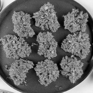 Veg Crispy