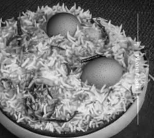 Egg biryani