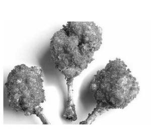 Chicken Lollipop(2 pieces)