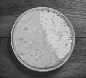 Punjabi Rajma Rice