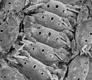 Dot Crab (uncleaned)/500gms