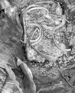 Chunamachha Patrapoda
