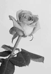 Pink Rose