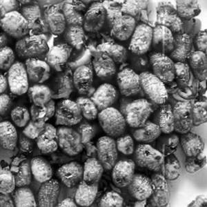 Crispy Corn Pepper