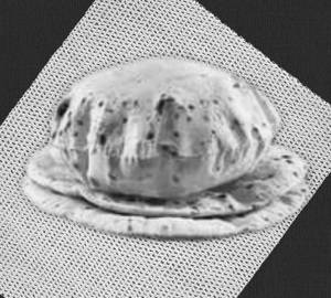 Plain Roti