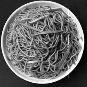 Szechuan hakka noodles egg
