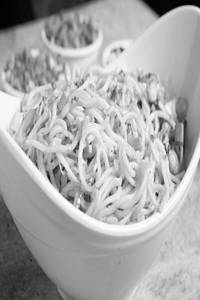Burnt Garlic Noodles[Serves 1-2]