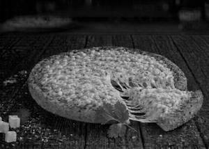 Corn pizza