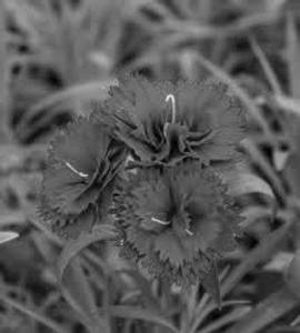 Carnation