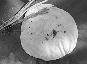 Tandul Bhakri.