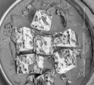 Paneer Pasanda