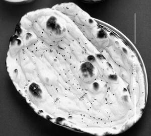 Plain Butter Naan