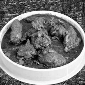 Chicken Bhoona