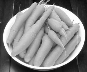 Carrot