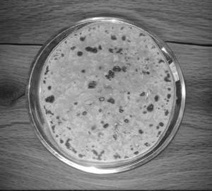Aloo paratha