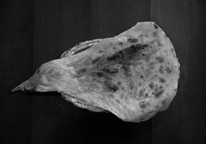 Butter Naan