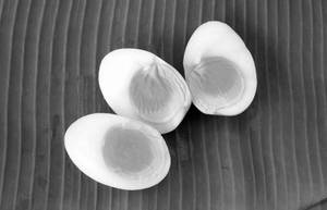Boiled Egg (2 Nos)