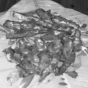 Apollo Fish Tawa Fry