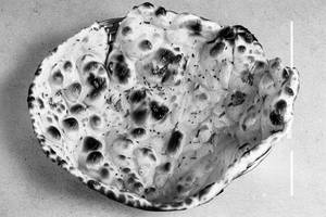 Butter naan