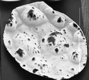 Tawa Butter Roti [Half]