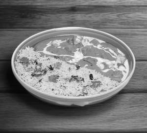 Rice With Paneer bhatta