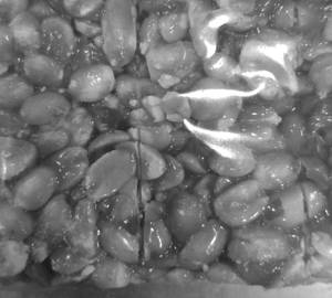 Chikki