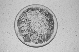 Triple Schezwan Mushroom Noodles