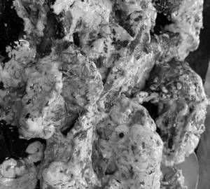 Afghani Wings