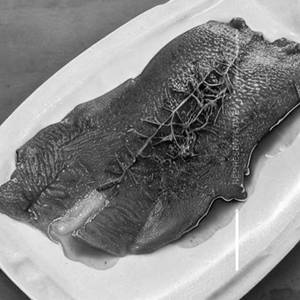 Red Snapper