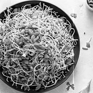 Mix Vegetable Bean Sprouts Salad