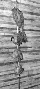Tandoori Chicken