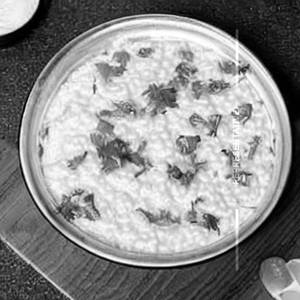 Curd Rice