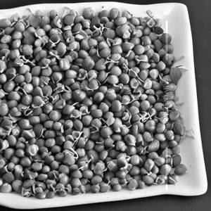 Healthy Sprouts