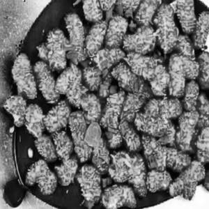 Crispy Corn