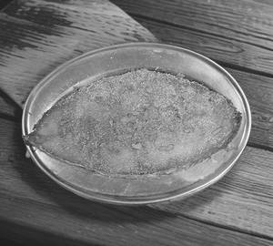 Surmai (King Fish) Tawa Fry