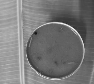 Rasam [200 G]
