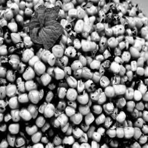 Mint Corn Pepper Dry