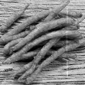 Sqyuids Golden Fry
