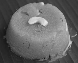 Kesari