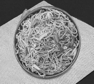 Noddles