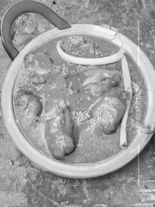 Hunan chicken [gravy]