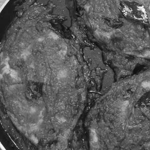 Tawa Fish