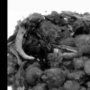 Prawn 65