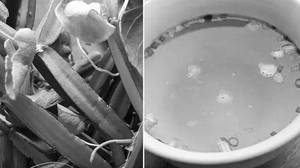 Pirandai soup gas explosion strength for bones