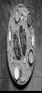 Arabian Fish Mandi