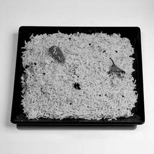 Mandi Rice